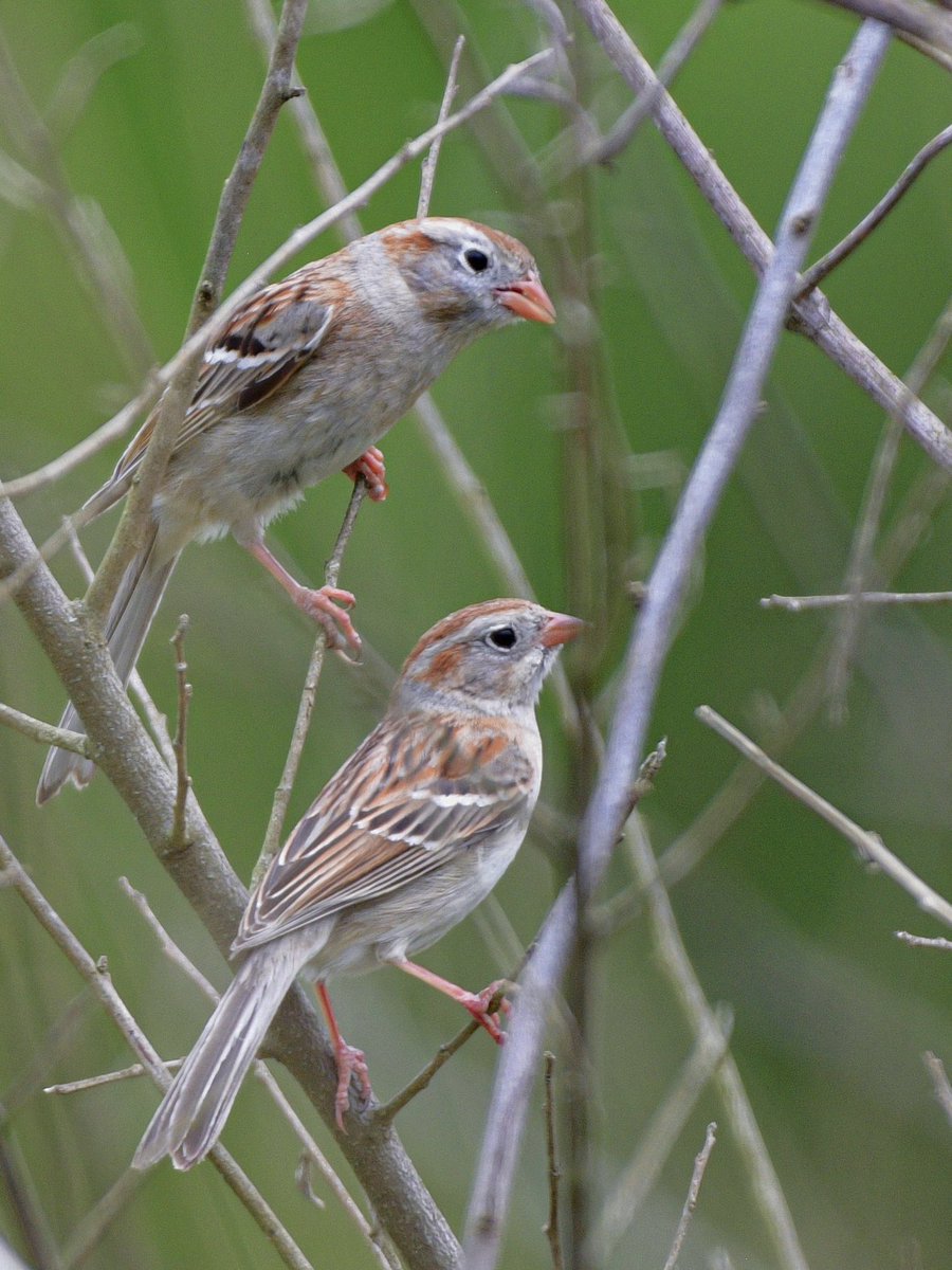So much to love about Field Sparrows — the sweet face, subtle white eyering, the coordinating pinkish-orange beak and legs. “Field Sparrow” would make for the perfect OPI nail color. 🧡#TwoForTuesday #Birds #BirdTwitter #TwitterBirds