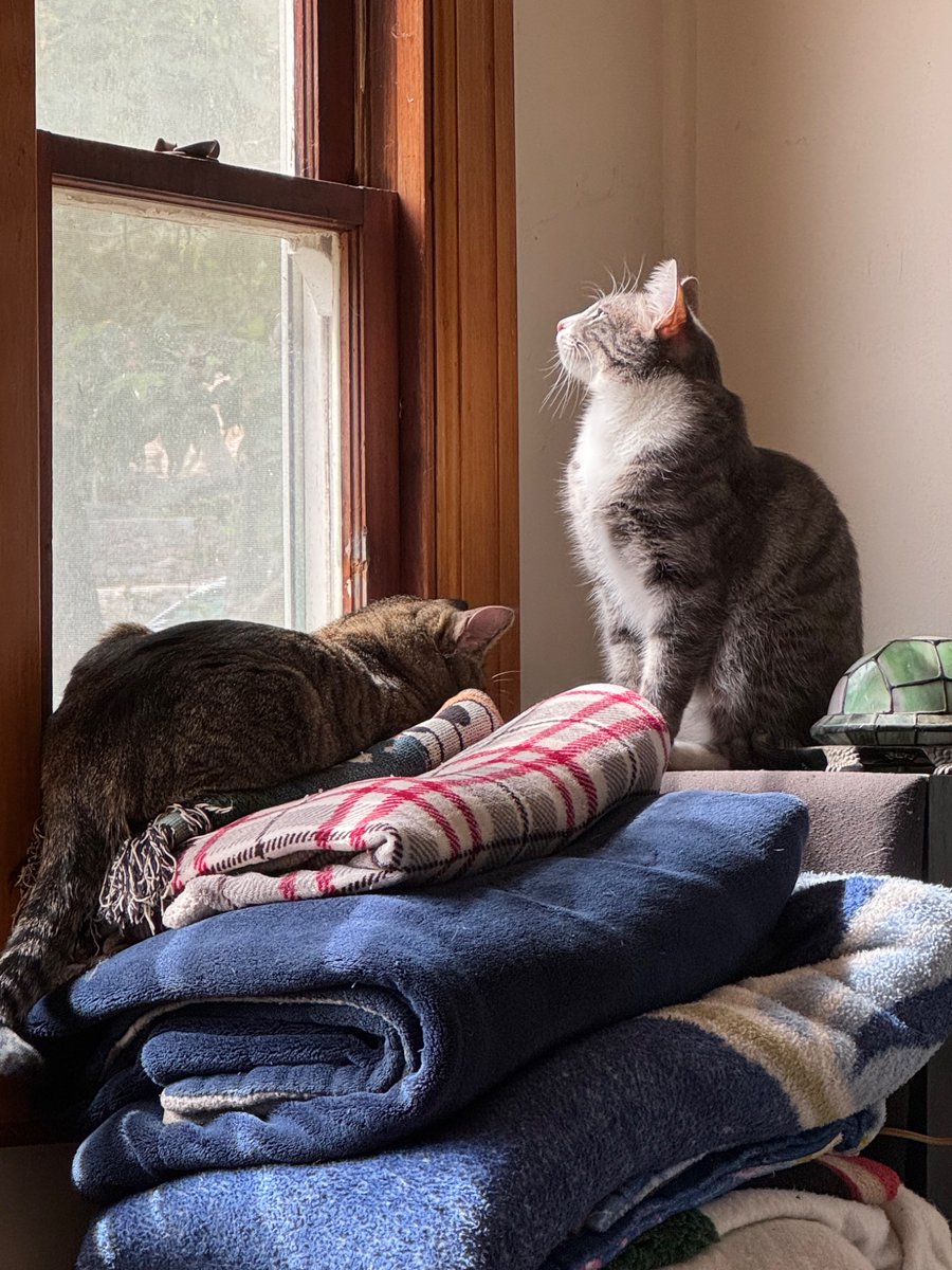 Brofur Riddle isn’t the only one who likes bird watching.  
This is our favorite spot to check out the yard. We can even listen to frogs.🐸Staff placed blankets on the perch to make it comfy.
#Hedgewatch
Robbie 🩶