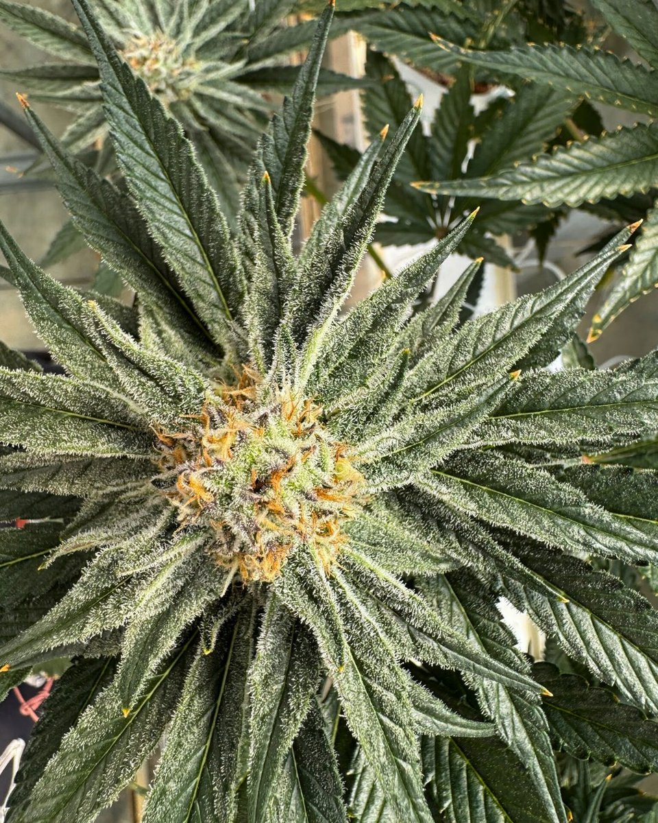 Holy City Farms tweet media