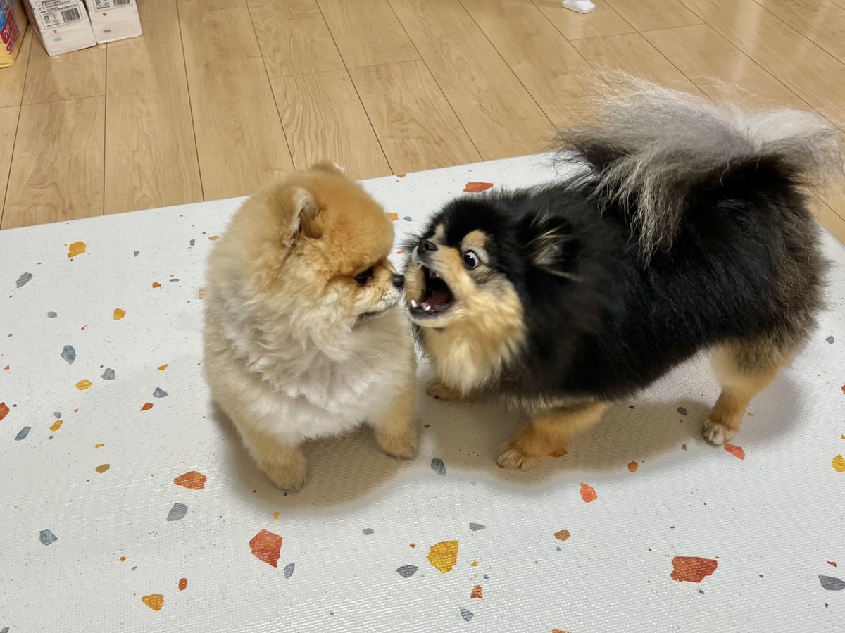 akitapome's tweet image. 「テメコラｱﾝｺﾗｱﾝｺﾗｱﾝｺﾗｱﾝ？！！！」

「うーん、虫歯は無いね」