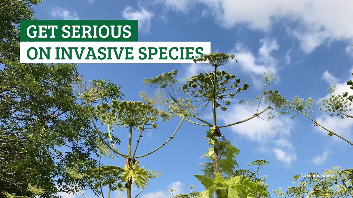 The Wildlife Trusts (@wildlifetrusts) on Twitter photo From Yorkshire to Exmoor, our most valuable nature sites are on the frontlines of harm from nature invaders 🚨
<a href="/WCL_News/">Wildlife and Countryside Link</a> analysis shows that thousands of invasive species have been reported at sites of special scientific interest across the country 👇
wcl.org.uk/valuable-natur… From Yorkshire to Exmoor, our most valuable nature sites are on the frontlines of harm from nature invaders 🚨
<a href="/WCL_News/">Wildlife and Countryside Link</a> analysis shows that thousands of invasive species have been reported at sites of special scientific interest across the country 👇
wcl.org.uk/valuable-natur…