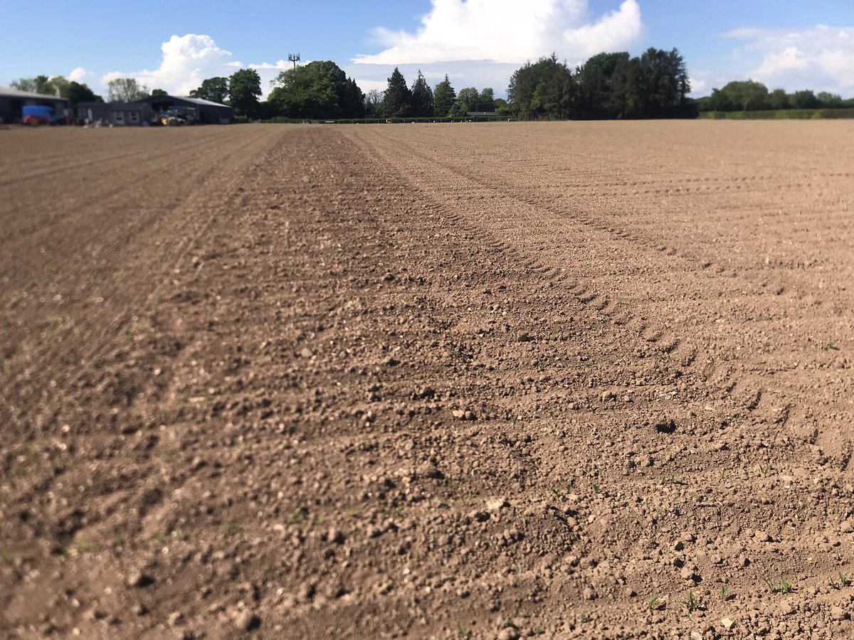 To roll or not to roll? No doubt this will be answered as the season progresses. Herbicide effectiveness, plant growth, moisture retention, standing at harvest, hopefully all will be answered by harvest of the 25 varieties planted. #Maize25