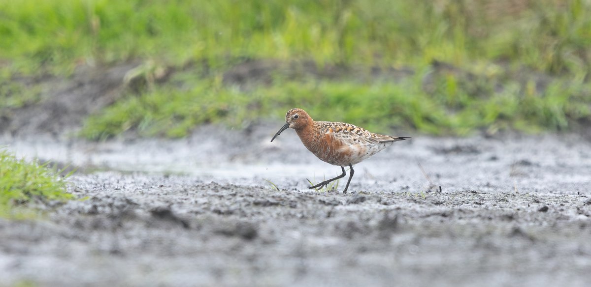 Tom Wright (@tom_wright16) on Twitter photo This gorgeous Arctic bound Curlew Sandpiper dropped on to Da Water <a href="/FI_Obs/">Fair Isle Bird Observatory</a> this morning. I rarely see them besides autumn juveniles so I thoroughly enjoyed this brick red stunner! This gorgeous Arctic bound Curlew Sandpiper dropped on to Da Water <a href="/FI_Obs/">Fair Isle Bird Observatory</a> this morning. I rarely see them besides autumn juveniles so I thoroughly enjoyed this brick red stunner!