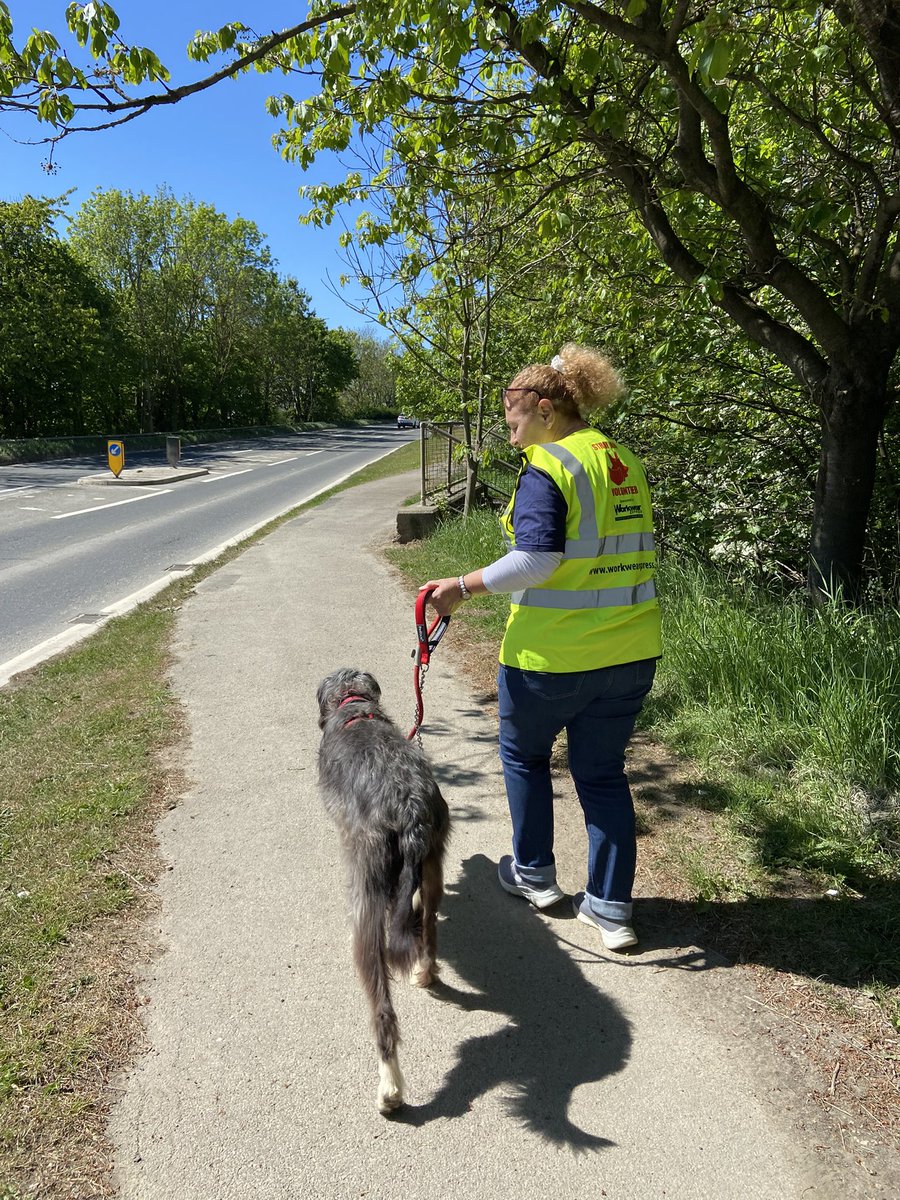 Volunteered again today <a href="/StrayAidDogs/">Stray Aid</a> at Coxhoe, brilliant passionate team caring wonderfully for their (hopefully) temporary guests like this lush chap