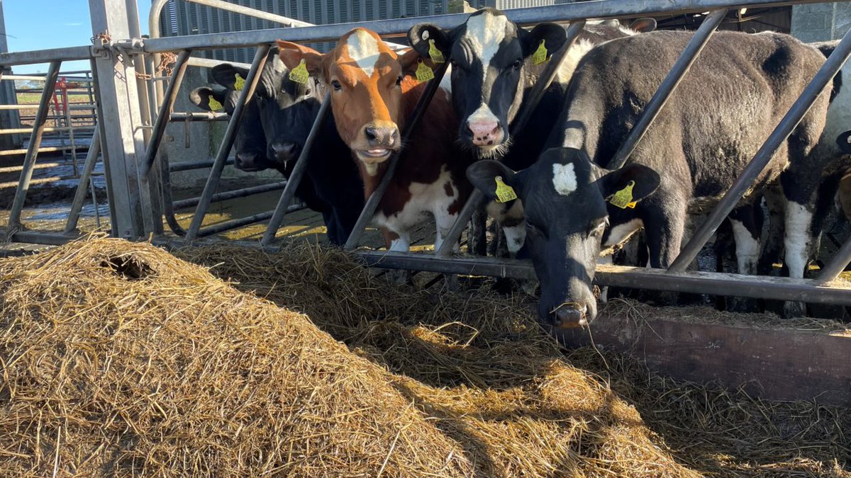 Maybe you want to start raising high-yielding or beef cattle but you don't know where to start, how to go about it, where to buy the cows especially milking cows and many other things you are wondering about!

🛑GANA HEZA  is there for you! 
A trusted company for 🇷🇼 Diaspora