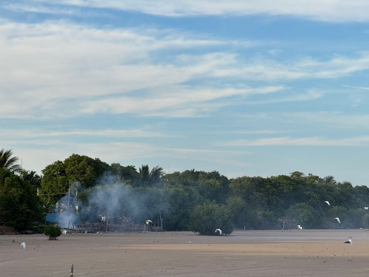 ECOCIDIO EN SISAL: IMPARABLE TALA DE MANGLARES Y RELLENO DE HUMEDALES ANTE LA COMPLICIDAD DE AUTORIDADES

#Yucatán | El puerto de Sisal vive una grave crisis ambiental ante la devastación constante de sus manglares y humedales, en un ecocidio que avanza impunemente con el