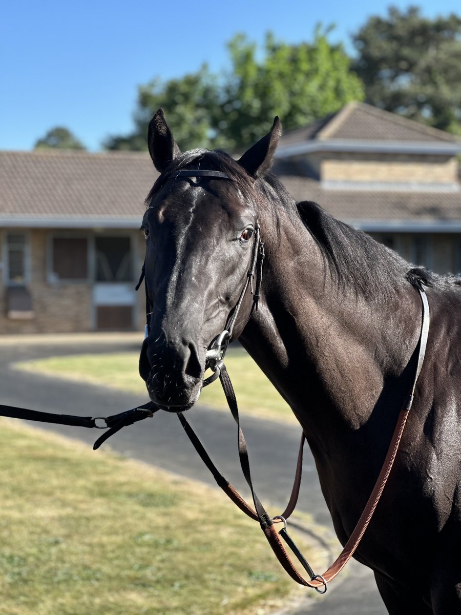 VLAD soaking up the sun ☀️ 

<a href="/gainsboroughHQ/">Gainsborough Thoroughbreds</a>