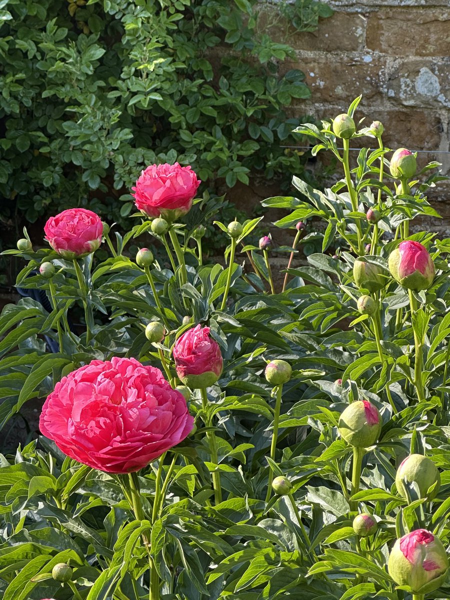 The first peonies in a walled garden at ⁦<a href="/AlthorpHouse/">Althorp</a>⁩ opened today.