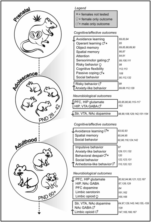 Cassie Moore (@cassiemoorephd) on Twitter photo Amazing work by DBB's <a href="/BryanJenkinsPhD/">Bryan W Jenkins 🧠</a> on summarizing the effects of prenatal cannabinoids on the brain and behavior! Online today - in NBBR <a href="/EliseWeertsPhD/">Elise Weerts</a> sciencedirect.com/science/articl… Amazing work by DBB's <a href="/BryanJenkinsPhD/">Bryan W Jenkins 🧠</a> on summarizing the effects of prenatal cannabinoids on the brain and behavior! Online today - in NBBR <a href="/EliseWeertsPhD/">Elise Weerts</a> sciencedirect.com/science/articl…