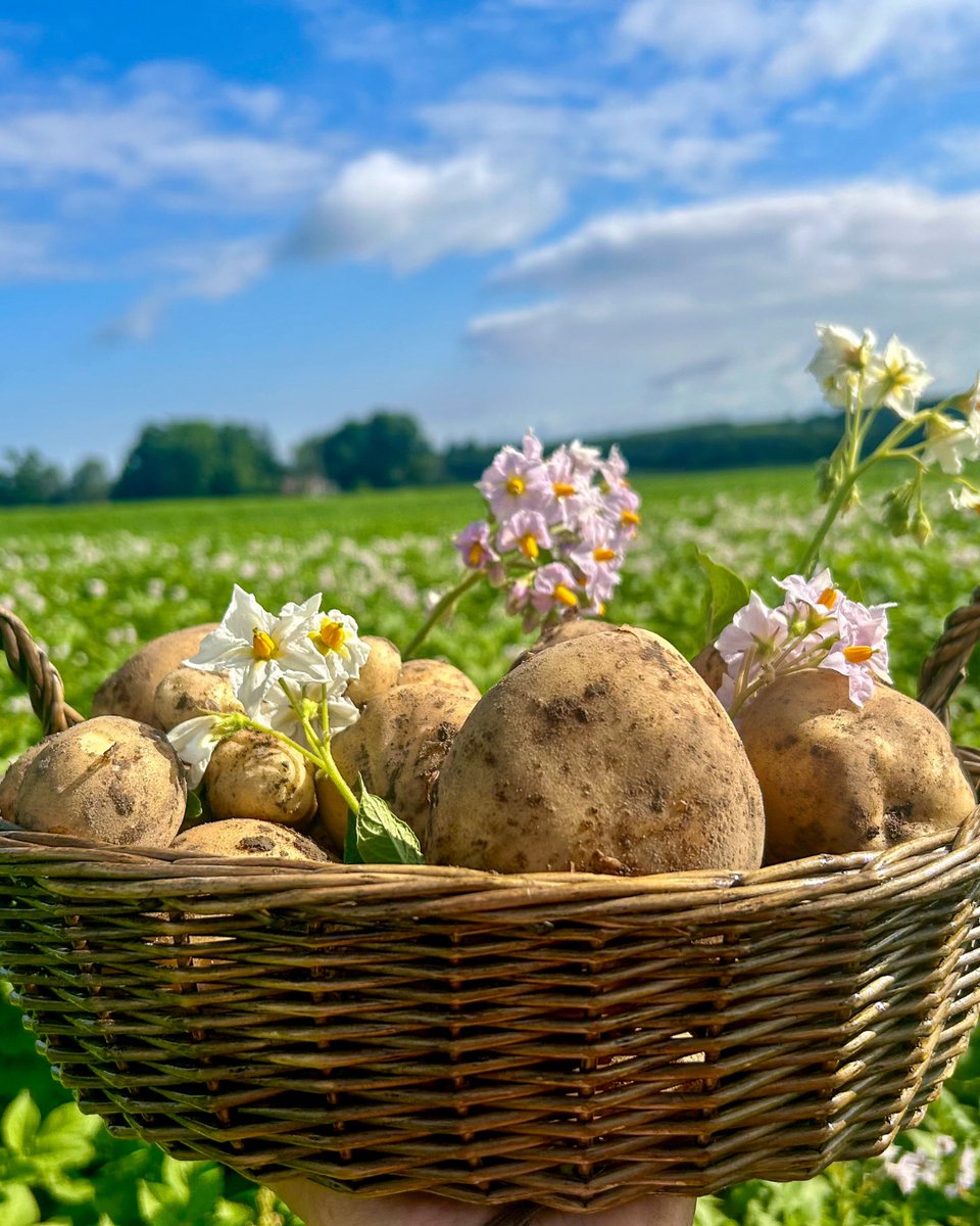 When you choose #OntarioPotatoes, you're fuelling local growers and family farms. 🥔🌱

Choosing Ontario-grown supports a thriving, sustainable potato industry for future generations. #OntAg