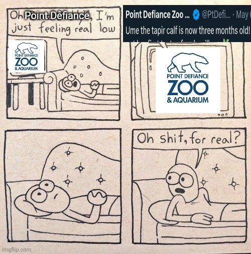 thegreatmoof's tweet photo. I like how amidst all the doom on my tl, I'll just get random wonderful news from @PtDefianceZoo
#tapir #ptdefiance https://t.co/sB6u0n1FCc