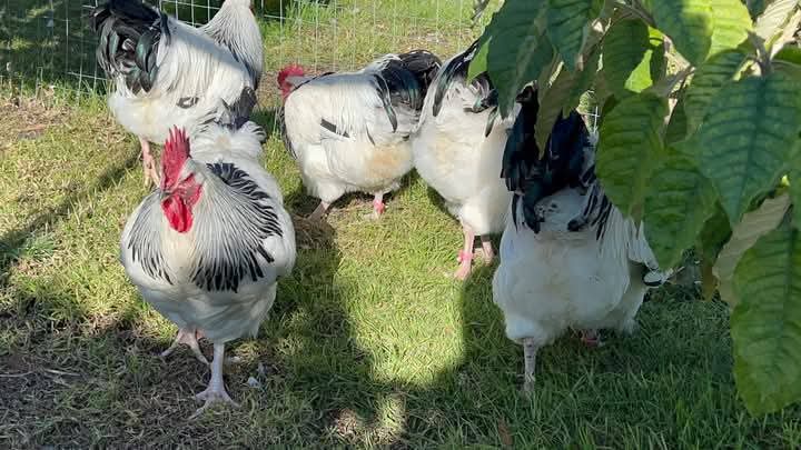 RightCohen's tweet image. Free-range chickens face risks like predators and can create issues such as manure buildup and garden destruction. Proper planning, including predator protection and fencing, is essential to manage these challenges effectively.
@Emmanuel_Saf
#PoultryFarming 
#PoultryProducts