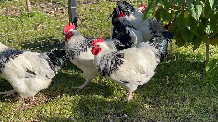 RightCohen's tweet image. Free-range chickens face risks like predators and can create issues such as manure buildup and garden destruction. Proper planning, including predator protection and fencing, is essential to manage these challenges effectively.
@Emmanuel_Saf
#PoultryFarming 
#PoultryProducts