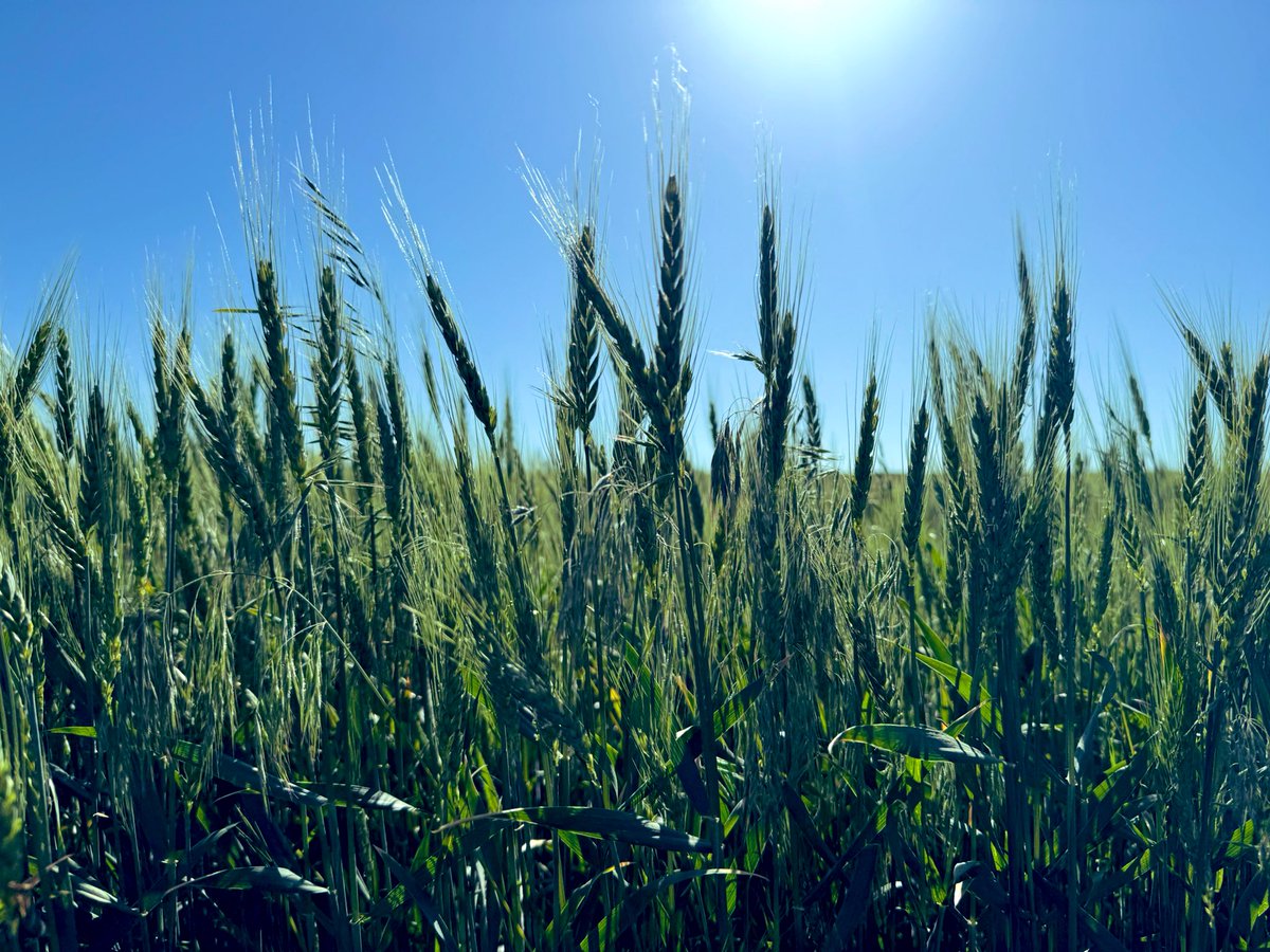 Checking in from just west of Gypsum, Kansas 🌾