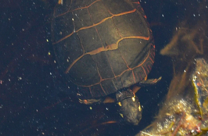 DrDoScienceBlog's tweet image. No air? No problem: check out how animals survive some of the harshest environments: lifelinesblog.com/2025/05/13/no-…
#animals #medicine #health #environment #Science