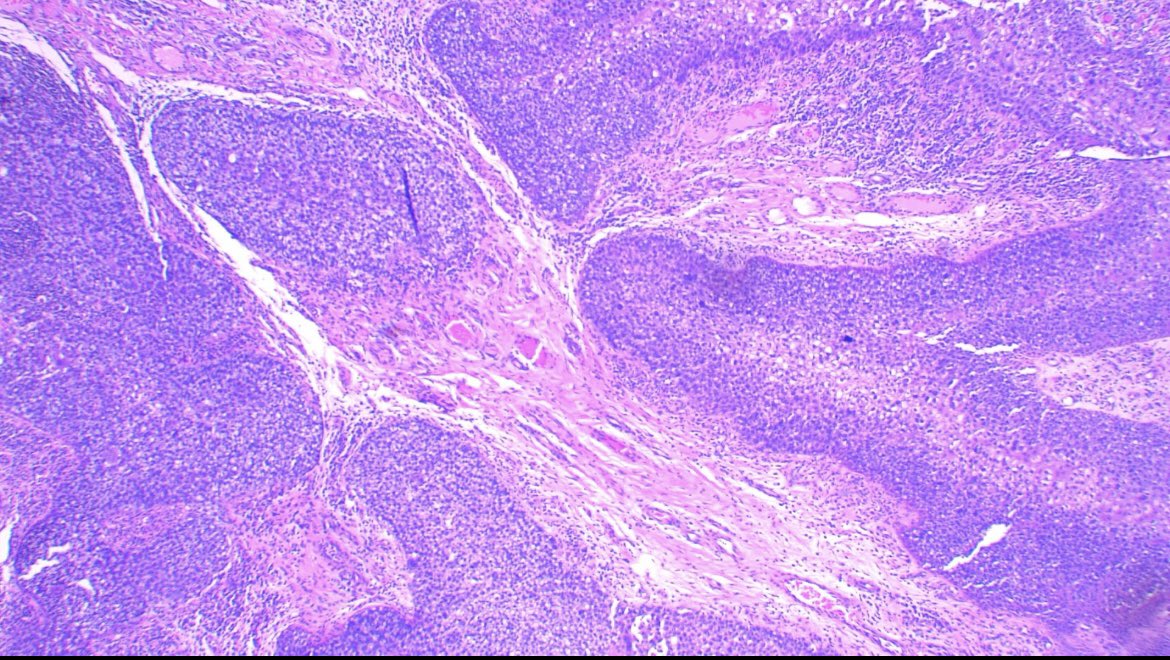 Jose Candido tweet media