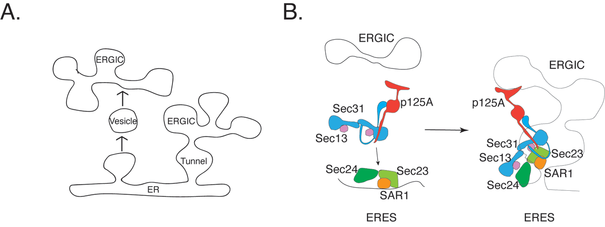 How can a vesicle forming coat drive non-vesicular traffic? 

Here is the case of COPII.

p125A (Sec23ip) couples COPII coat assembly with donor-acceptor membrane organization to facilitate tunnel-based traffic. biorxiv.org/content/10.110…