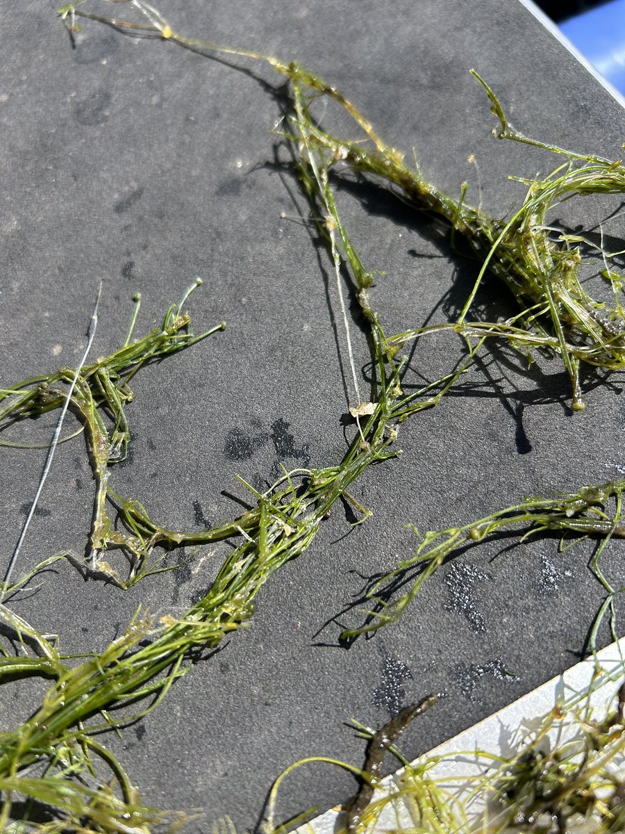 We found nice Nitellopsis obtusa in the shallow Lemanskie Lake today. It was nice sampling 😊