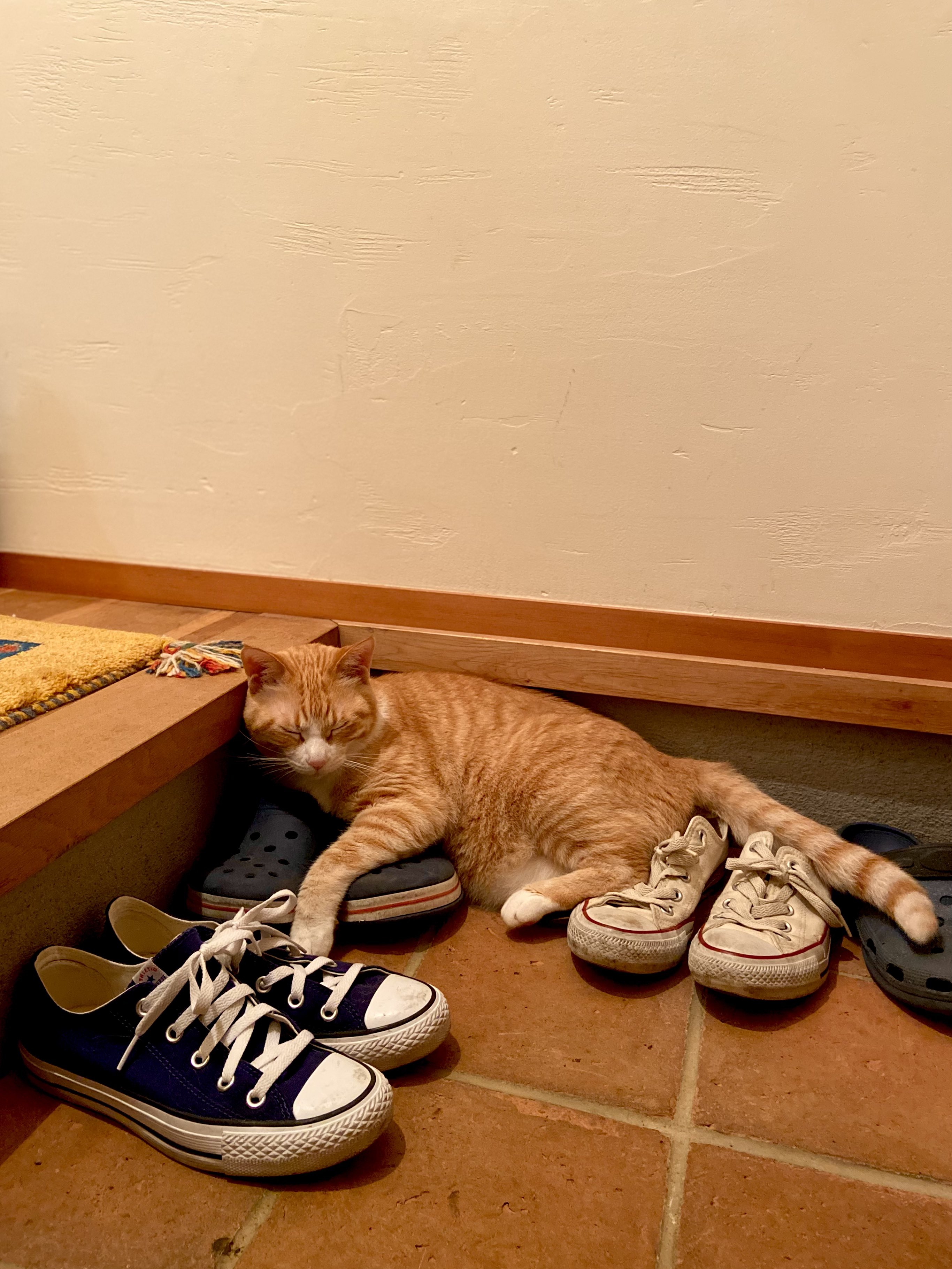 踏ん張り方を見習い中(茶トラ) 取扱注意のネコ