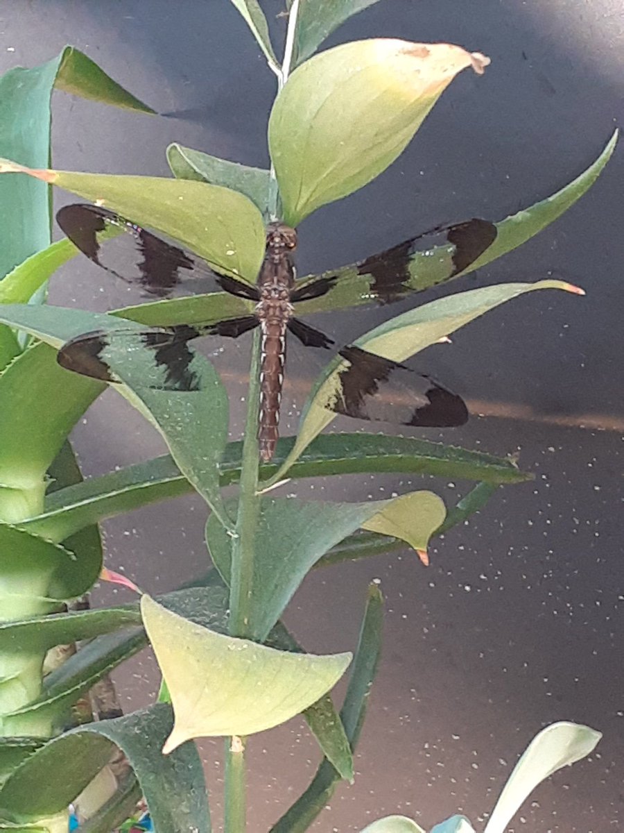 Justice4JessicaE. tweet media