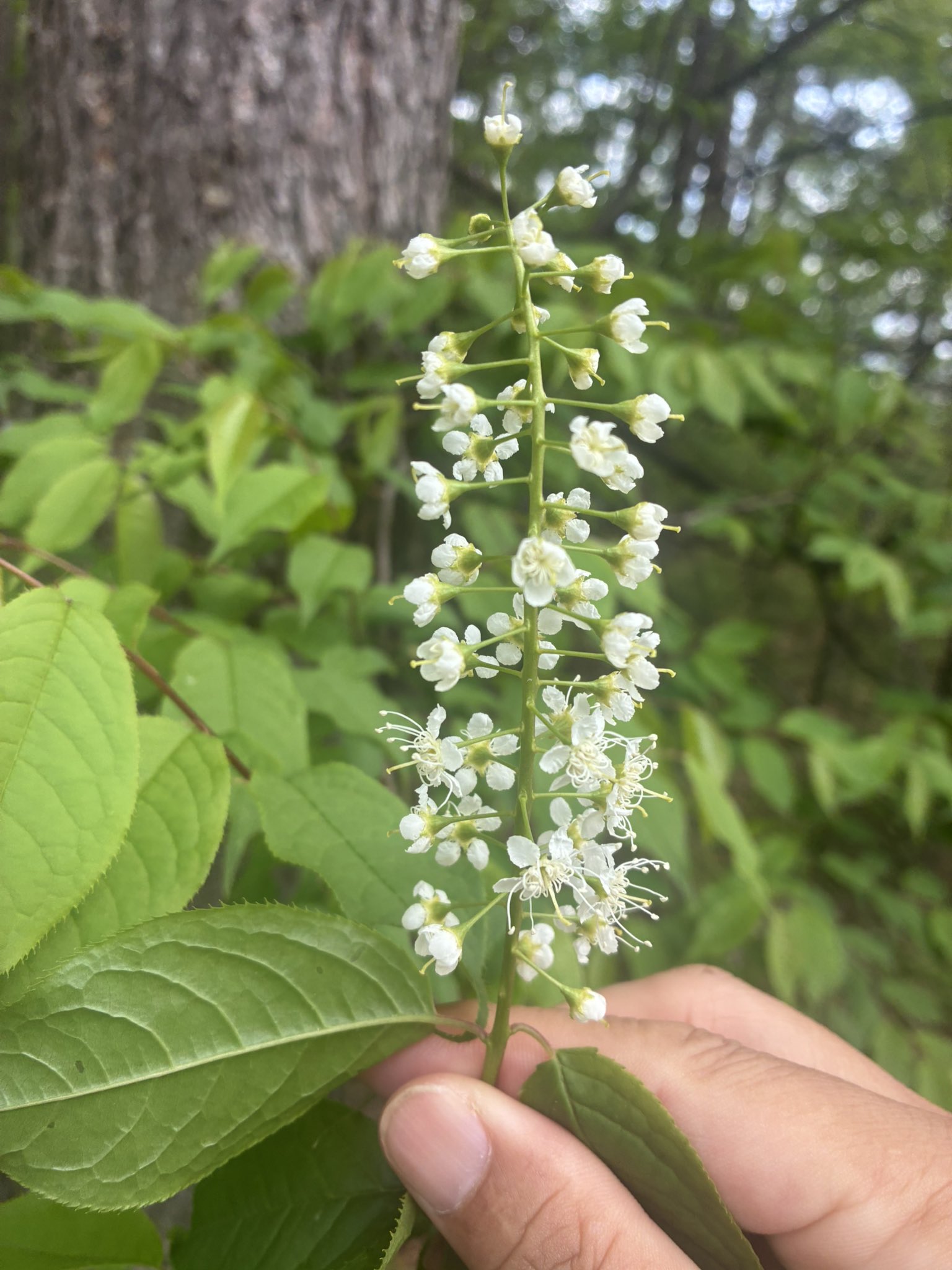 ウワミズザクラ(上溝桜）苗木 30〜50cm前後 : キヨタキ