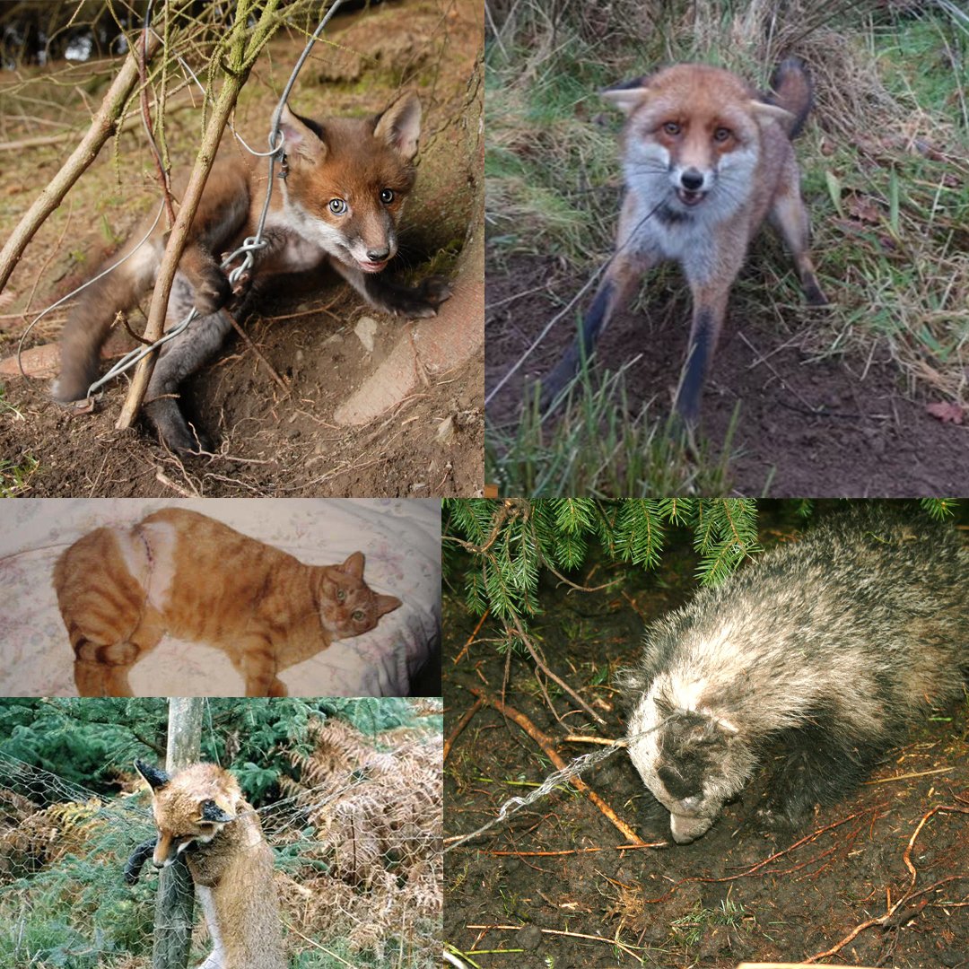 Snares are thin wire death traps that strangle foxes, badgers, deer — even pets. Animals die in agony, slowly.

And in England? They're still legal.

Why? Because cruelty is cheaper than compassion.

Sign the petition. End this horror.
👉 protectthewild.org.uk/ban-snares/