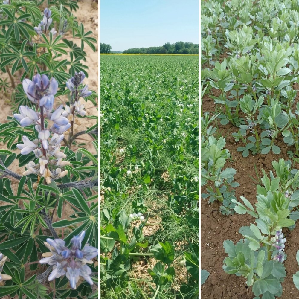 Protéagineux : état des cultures
🌱 Bon enracinement, faible pression maladie
🔍 Détail pois, féverole, lupin hiver/printemps ➡️ terresinovia.fr/web/guest/-/et…