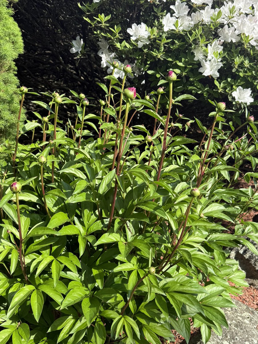 When the Spring colors are in full bloom at your home it just makes you feel good.
I’m ready for Summer.