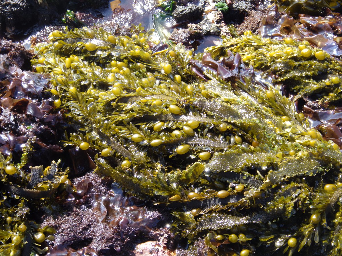 Alexander Jueterbock tweet media