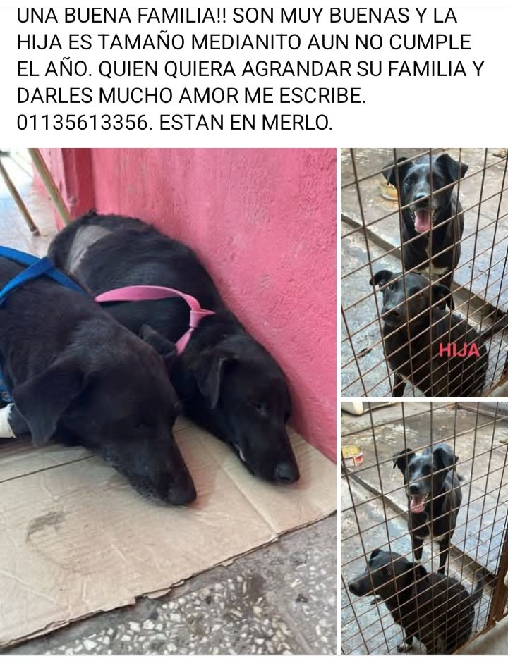 Perros de Merlo (@perrosdemerlo) on Twitter photo 