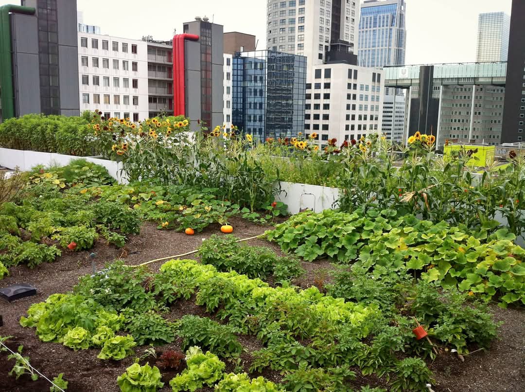 Groene_agenda's tweet photo. XXL #dakrondleiding @d_akkers #rooftopfarm, #Luchtsingel, de @Dakgaarden en 't #Luchtpark op de #Hofbogen. Zaterdag 17 mei, vertrek 14.00 uur v.a. de voordeur van Het #Schieblock, Schiekade 189 (gratis). Meer info op onze groene #UITAGENDA 📲: https://t.co/b8fDfCZz8x. https://t.co/jExIvubsDV