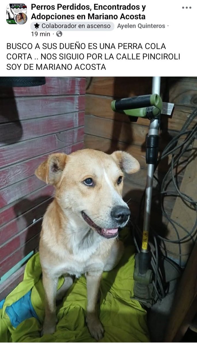 Perros de Merlo (@perrosdemerlo) on Twitter photo 