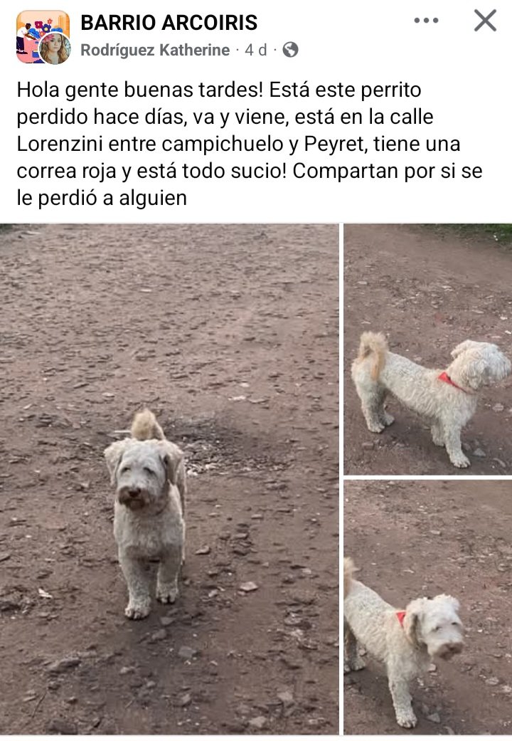 Perros de Merlo (@perrosdemerlo) on Twitter photo 