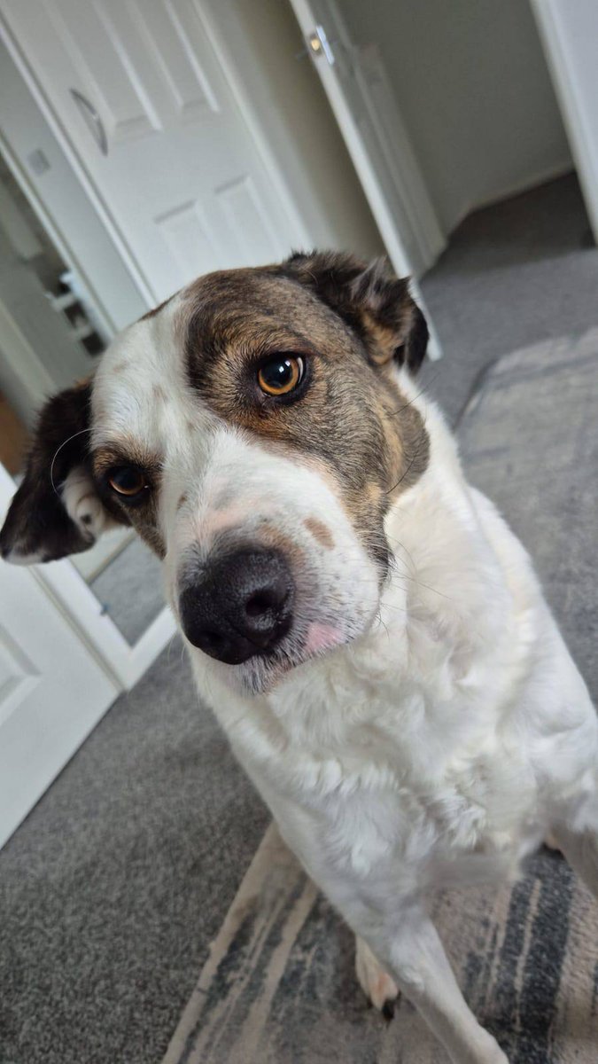 5 year old Scout's home has fallen through yet again 💔

We don't have much more time before he will need to go to kennels ☹️

He is the sweetest boy and can live with a calm dog and kids 10+

Based in Durham but transport provided anywhere in UK.

Apply: pawprints2freedom.co.uk/apply