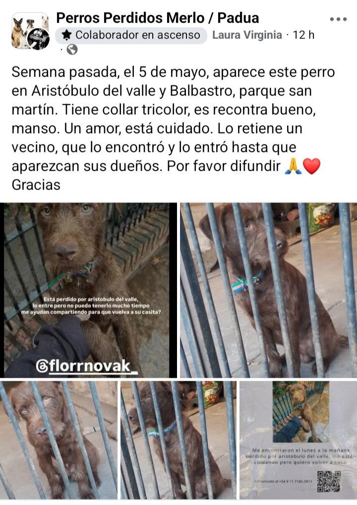 Perros de Merlo (@perrosdemerlo) on Twitter photo 