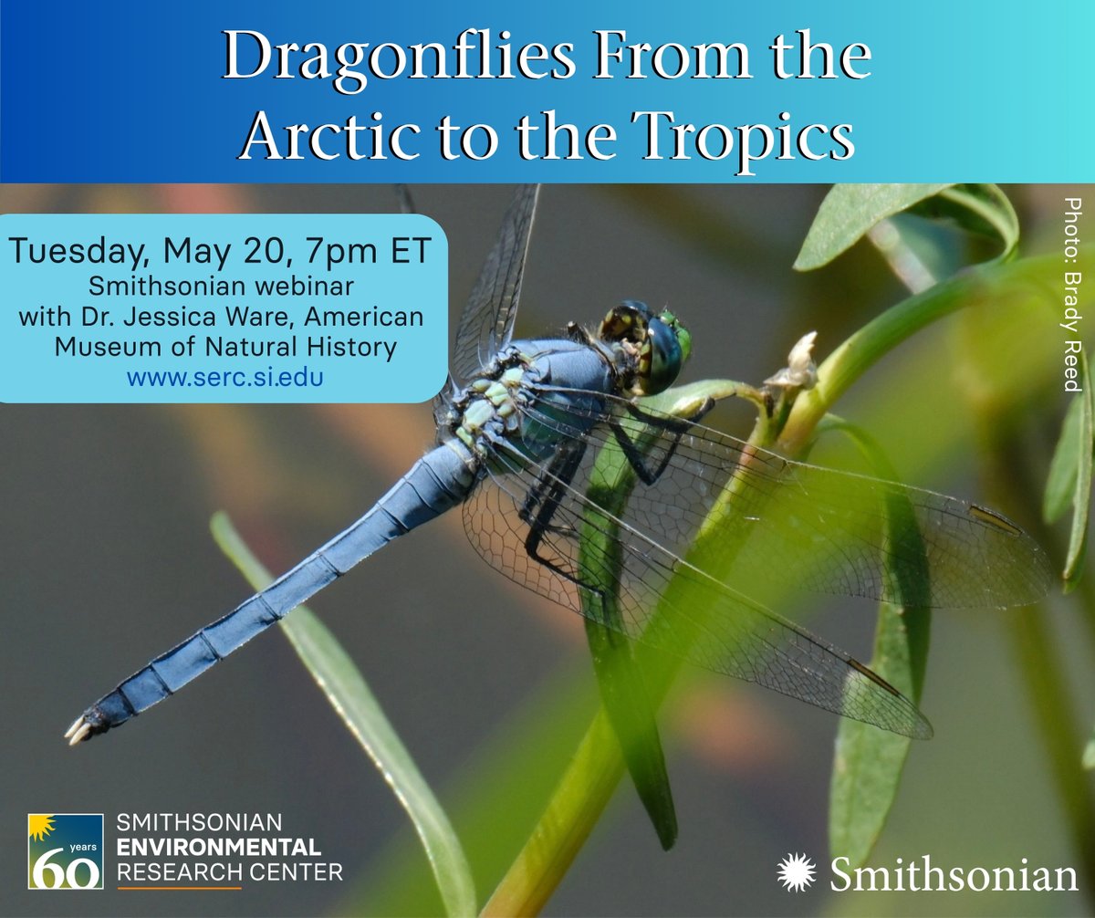 SmithsonianEnv (@smithsonianenv) on Twitter photo Fun fact: Dragonflies learned to fly before birds, bats and even pterosaurs. Next Tuesday, explore the origin story of #dragonflies, damselflies and the entire Odonata order, in a live webinar with Dr. Jessica Ware of <a href="/AMNH/">American Museum of Natural History</a>. Sign up to join at s.si.edu/3GQ35Rv Fun fact: Dragonflies learned to fly before birds, bats and even pterosaurs. Next Tuesday, explore the origin story of #dragonflies, damselflies and the entire Odonata order, in a live webinar with Dr. Jessica Ware of <a href="/AMNH/">American Museum of Natural History</a>. Sign up to join at s.si.edu/3GQ35Rv