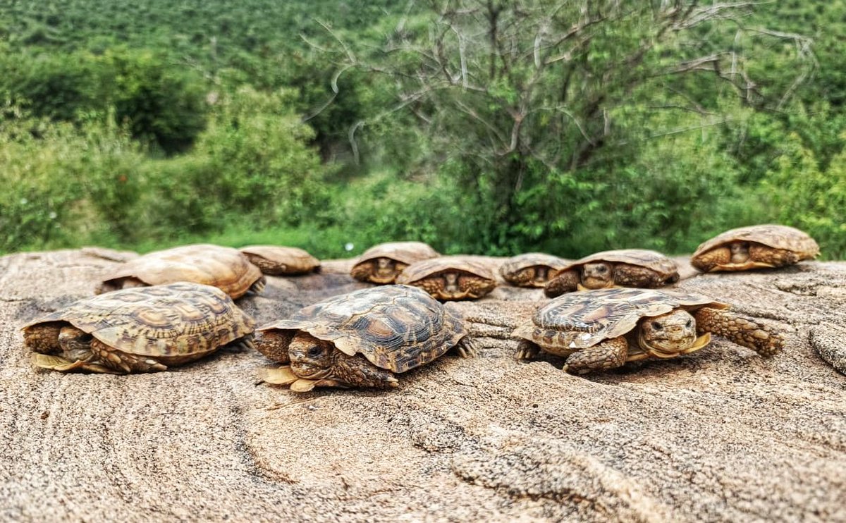 Did You Know: Over 95% of the Pancake Tortoise population and habitats occur on private and community lands in Kenya's arid counties?

This means that communities and landowners in counties such as Marsabit, Samburu, Isiolo, Laikipia, Kitui, Meru, Embu, Tana River and Tharaka