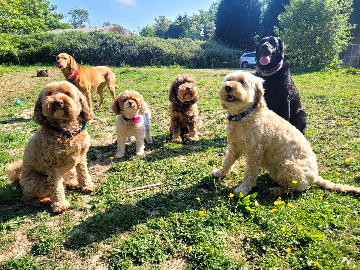 Got severe envy of my own dogs today 💚