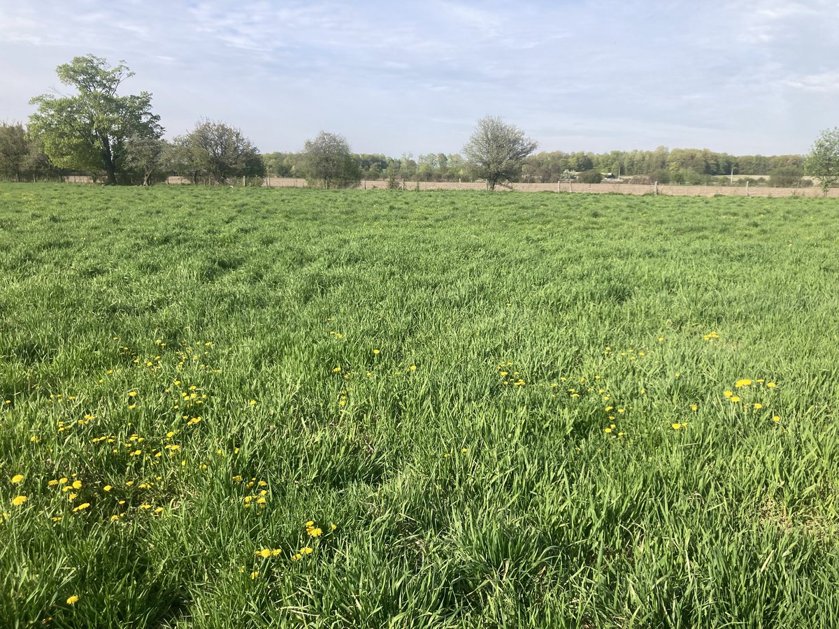 Aaron (@aaron_bowman_) on Twitter photo I have had people ask why we intensively manage our pastures. Here is what 7-8 days of regrowth looks like. Cows are only in one area for 24 hrs I have had people ask why we intensively manage our pastures. Here is what 7-8 days of regrowth looks like. Cows are only in one area for 24 hrs