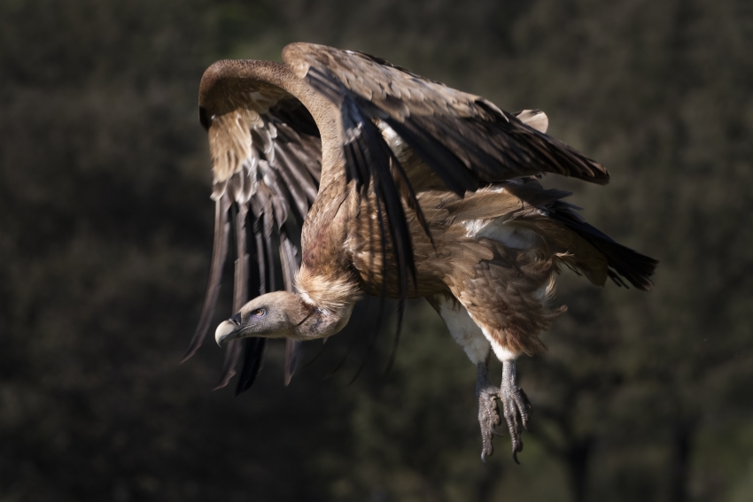 _pmmv_'s tweet image. El desarrollo embrionario determina la evolución compartida de alas y patas en aves y dinosaurios
ucm.es/otri/noticias-…