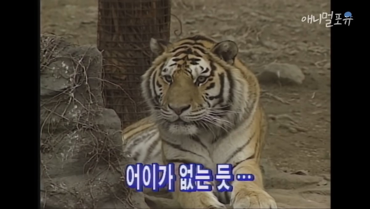 또또 tweet media
