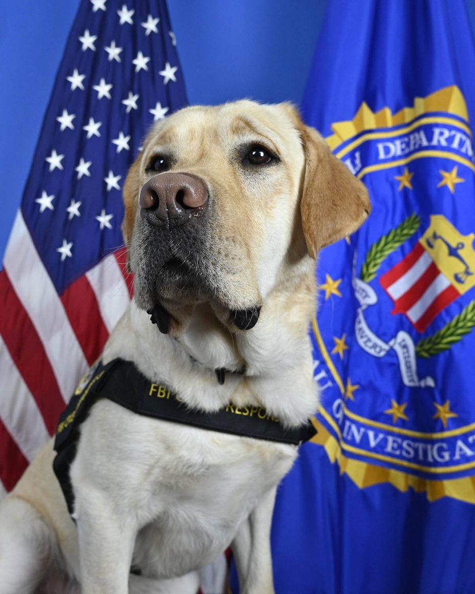 FBIMiamiFL's tweet photo. They told me to sit still and look handsome… mission accomplished. Here is my official #FBI Badge photo. Taz, reporting for duty.
#FBIK9 #FBIVictimServices https://t.co/pwNA0rvPmx