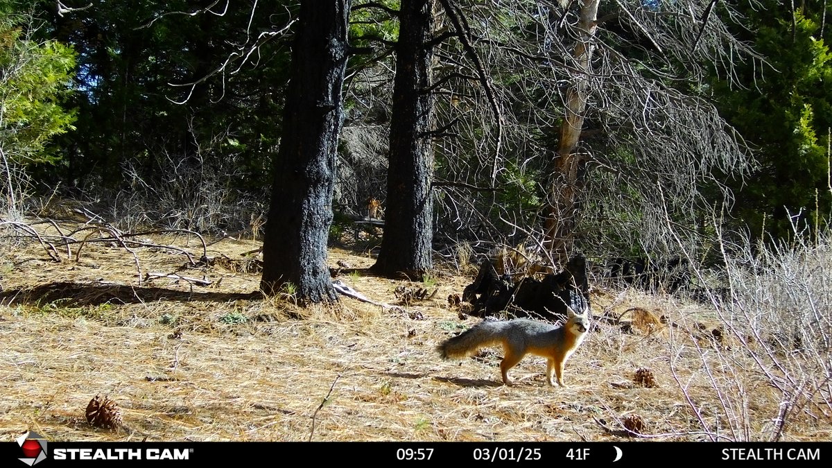A fluffy fox stops by my camera. Given the elevation and the temperatures it makes sense for it to be pretty fluffy.