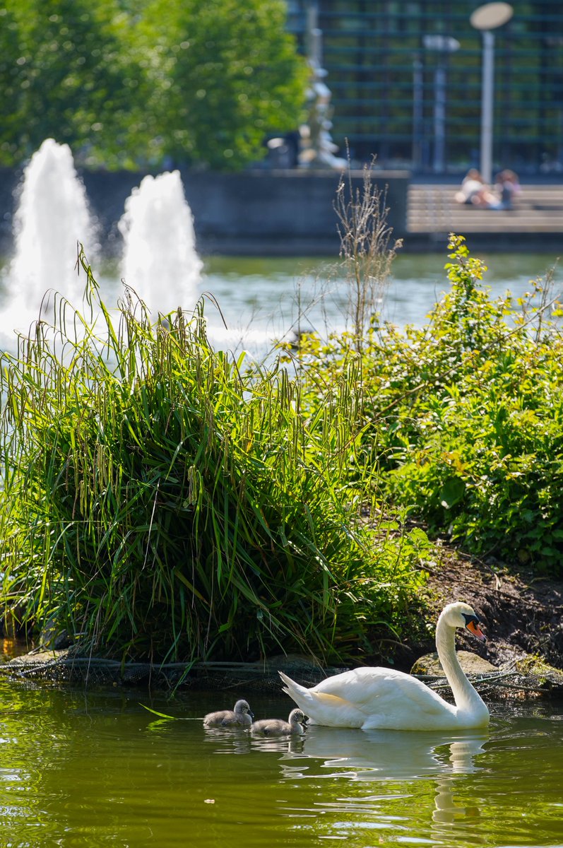 🦢🐣 New cygnets! 🫶🥰
⠀⠀⠀⠀⠀⠀⠀⠀⠀⠀⠀⠀⠀⠀⠀⠀⠀⠀⠀⠀⠀⢀⠠⠤⢀⠀⠀⠀⠀
⠀⠀⠀⠀⠀⠀⠀⠀⠀⠀⢀⣠⠤⠤⢤⡤⢤⡀⠀⠀⡰⠁⠀⠀⣄⠑⡄⠀⠀
⠀⠀⠀⠀⠀⠀⠀⠀⠀⢈⣉⡙⠫⡒⠀⠈⠃⠑⠑⢤⠃⠀⢠⣄⣸⠿⣿⠀⠀
⠀⠀⠀⠀⣠⢖⡉⠉⠉⠁⠒⡄⡩⠭⠶⠦⣀⠀⠀⢸⠀⠀⡇⠀⠉⠣⡛⡄⠀
⠀⠀⠸⡟⠓⠢⠀⠀⠀⠀