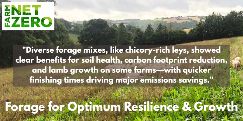 Farm Carbon Toolkit (@farmco2toolkit) on Twitter photo Read the report from the #FarmNetZero 'Forage for Optimum Resilience and Growth' field lab to find out how better forage choices can support farm resilience & profitability.
👉innovativefarmers.org/field-labs/fnz…
#Sheep #SheepFarming <a href="/natsheep/">National Sheep Association</a> <a href="/IFarmers/">Innovative Farmers</a> <a href="/duchyRBS/">RuralBusinessSchool</a> <a href="/DLFSEEDS_UK/">DLF Seeds UK</a> #FarmTrials Read the report from the #FarmNetZero 'Forage for Optimum Resilience and Growth' field lab to find out how better forage choices can support farm resilience & profitability.
👉innovativefarmers.org/field-labs/fnz…
#Sheep #SheepFarming <a href="/natsheep/">National Sheep Association</a> <a href="/IFarmers/">Innovative Farmers</a> <a href="/duchyRBS/">RuralBusinessSchool</a> <a href="/DLFSEEDS_UK/">DLF Seeds UK</a> #FarmTrials