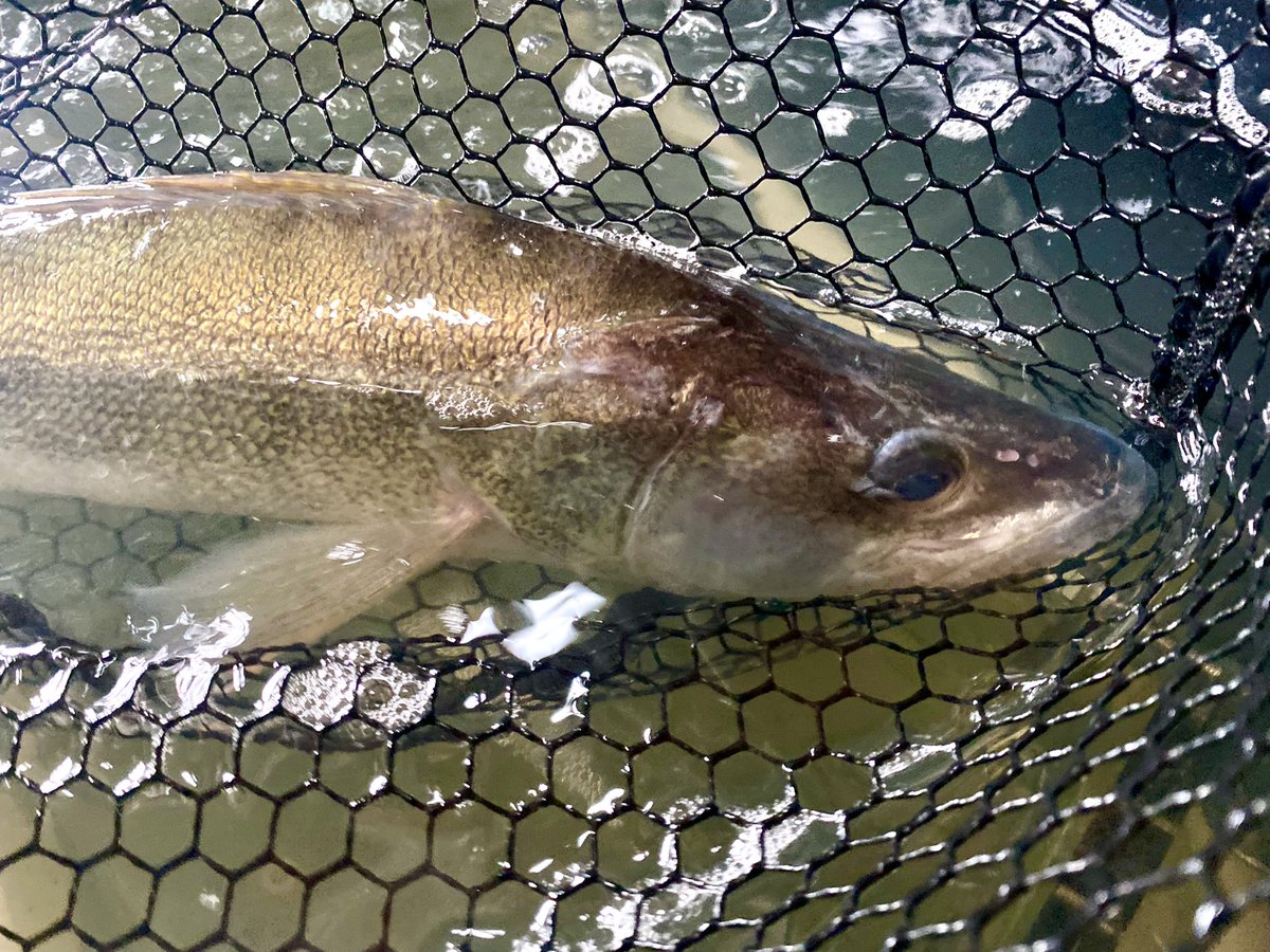 ChrisOnFish's tweet photo. Yesterday was my final day of walleye respirometry, marking the end of data collection for my dissertation. Huge thank you to @WDHintz and his team for being the most wonderful hosts! @lakeeriecenter https://t.co/eWlUd1k0we
