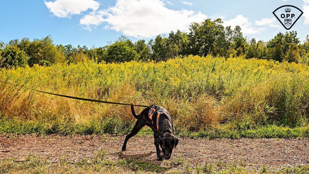 After eight years of dedicated service, #OPPCanine Dance is preparing for a well-earned retirement. She was one of the first Wilderness Search and Rescue (SAR) dogs trained in the OPP and has spent her career locating missing persons and human remains. In the photo, she is fully