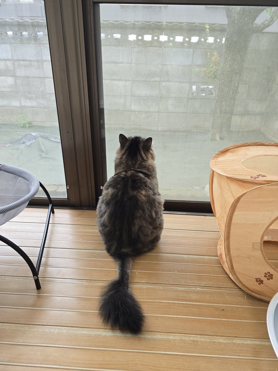 お外の鳥が気になるねぇ(*´艸`)