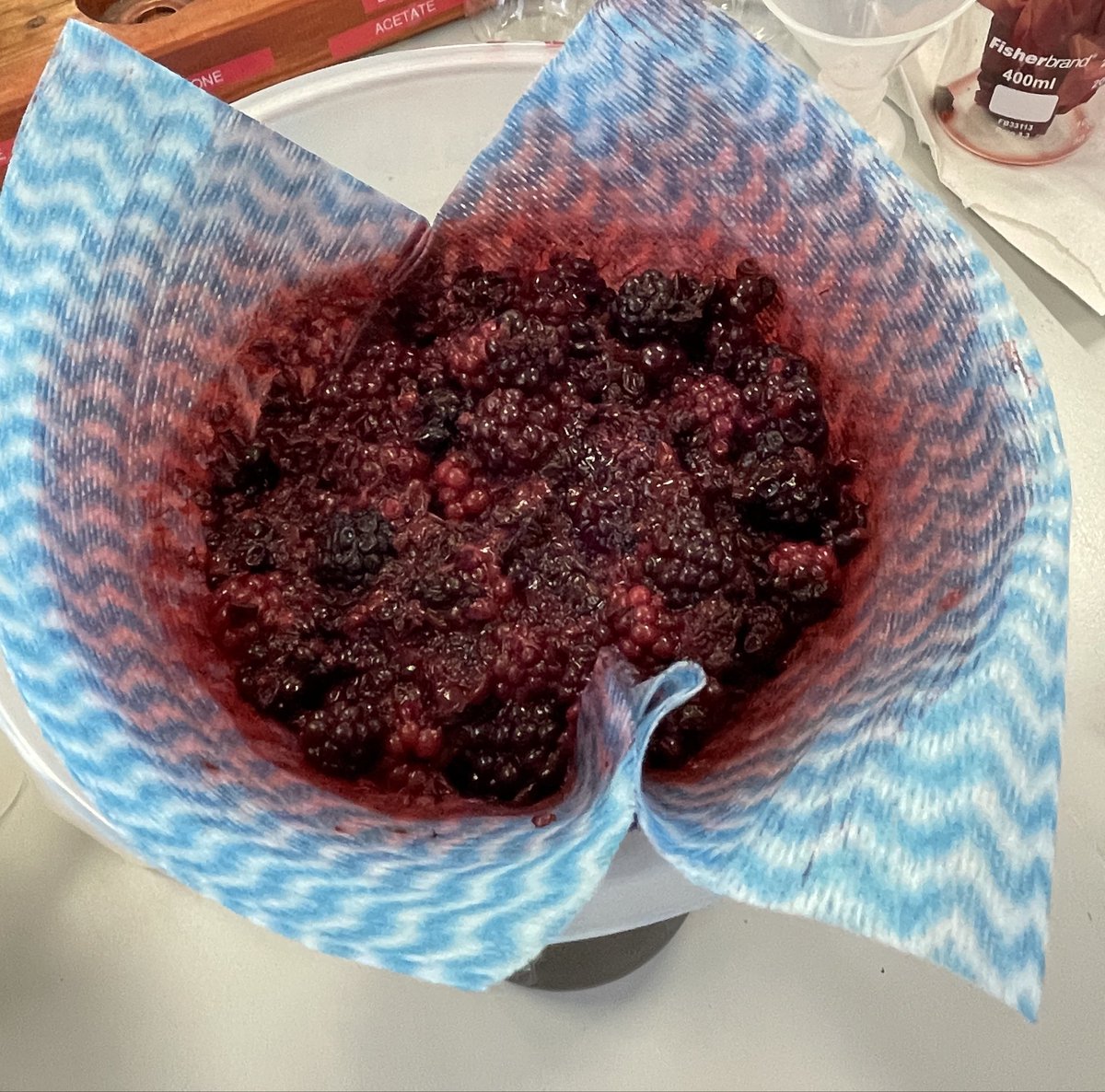 Iain Smellie (@iain_smellie) on Twitter photo A large crop of 2023 vintage frozen brambles being prepped for use in #Gardenindicators talk that <a href="/AlchemistAngus/">AngusAlchemist</a> and I will do on Friday. A large crop of 2023 vintage frozen brambles being prepped for use in #Gardenindicators talk that <a href="/AlchemistAngus/">AngusAlchemist</a> and I will do on Friday.