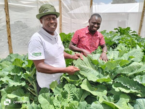 New Kinale kale varieties are boosting yields, resisting pests, and supporting local agribusiness in Kenya. 

This initiative focuses on empowering women and youth in seed production.

Read more 👉 ow.ly/VsTy50VQ7S9